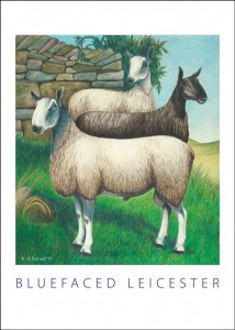 Blueface Leicester Sheep Colored Pencil Illustration