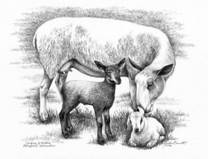 Pencil rendering of ewe with two lambs