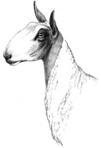 Pencil rendering of ewe head